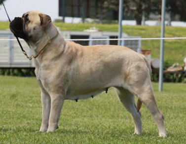 2009 RUBISS Ch Olbailee Georga Onmymind02
