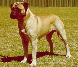 Aust. CH Bulltiful Call To Order