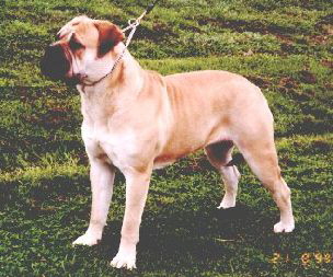 Aust. CH Bullmaster Takenby Storm