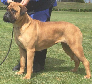 Aust. CH Bulltiful Curtain Call - Owned by J & J Morrissey