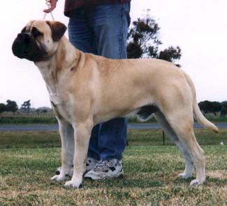 Bullvalour Southern Cross - Owned by Mr M Raftis