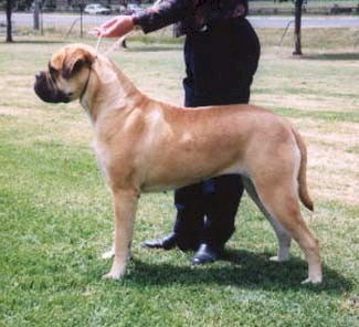 Aust. CH Nightpower Special Rquest - Owned by Bullmaster Kennels