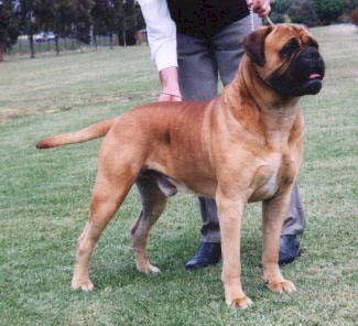 Aust. CH Bulltiful Why Didn't You Call - Owned by J & J Morrissey