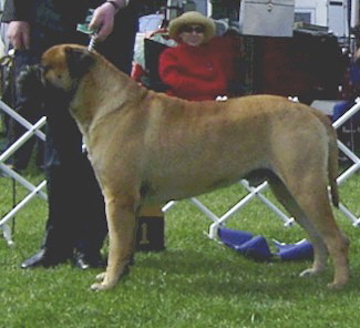 Aust. CH Bullvalour Jack's Pryde - Owned by N & S Lofthouse