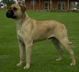 Anmenta Zulu Warrior - Owned by Joanne May