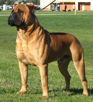 Aust. CH Nightquest Tobin Bronze - Owned by Michele Edwards
