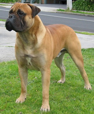 Aust. CH Nightquest Tulloch - Owned by C Bertolotti & A Gargano