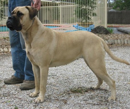 Sweetbryar Honey Moon - Owned by C Bertolotti & A Gargano