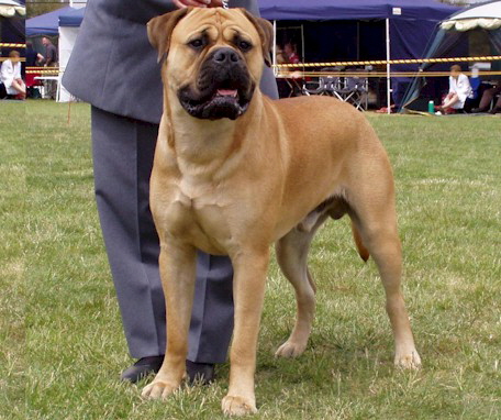 Aust. CG Copperfield Honeythunder (Imp. UK) - Owned by K Lewison & S Johnson