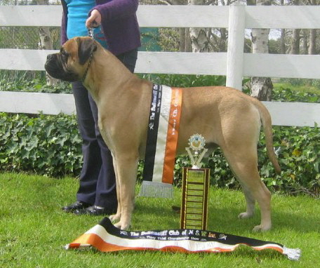 Aust. CH Nightquest Talisman - Owned by A & K Winters