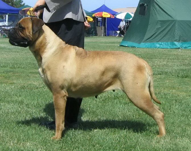 2009 BOTY Ch Nightquest Scarlet03