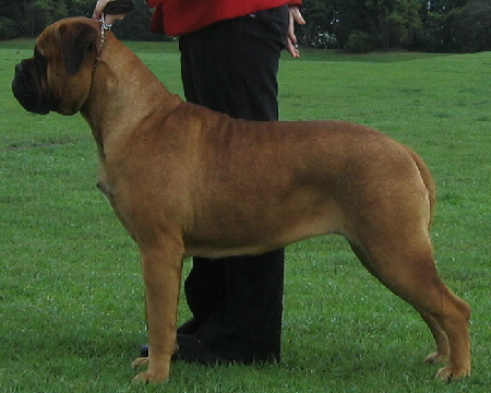 2009 JOY Ch Nightquest Belle Du Jour