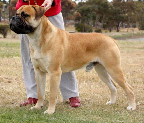 Bullvalour Southern Storm Ruboty