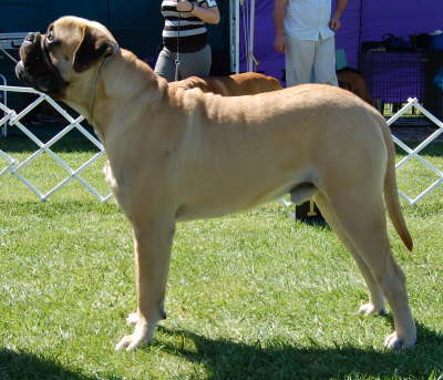 db_best fawn1