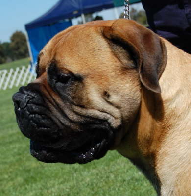 db_best head dog 0510081